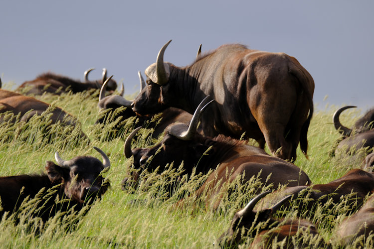 Shamwari wildebeest